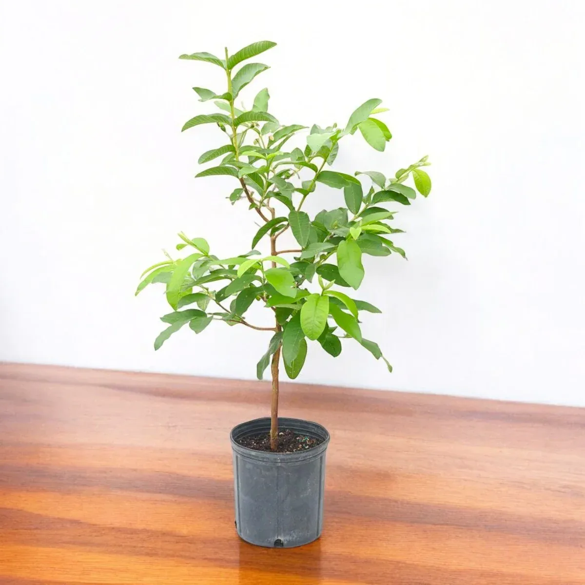 Guava Tree