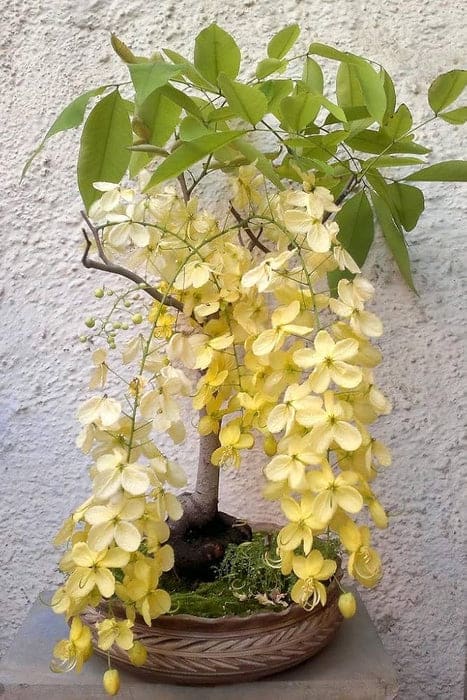 Golden Shower Tree