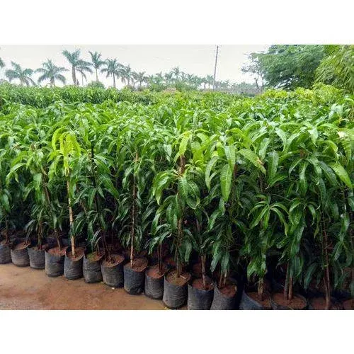 Mango Tree