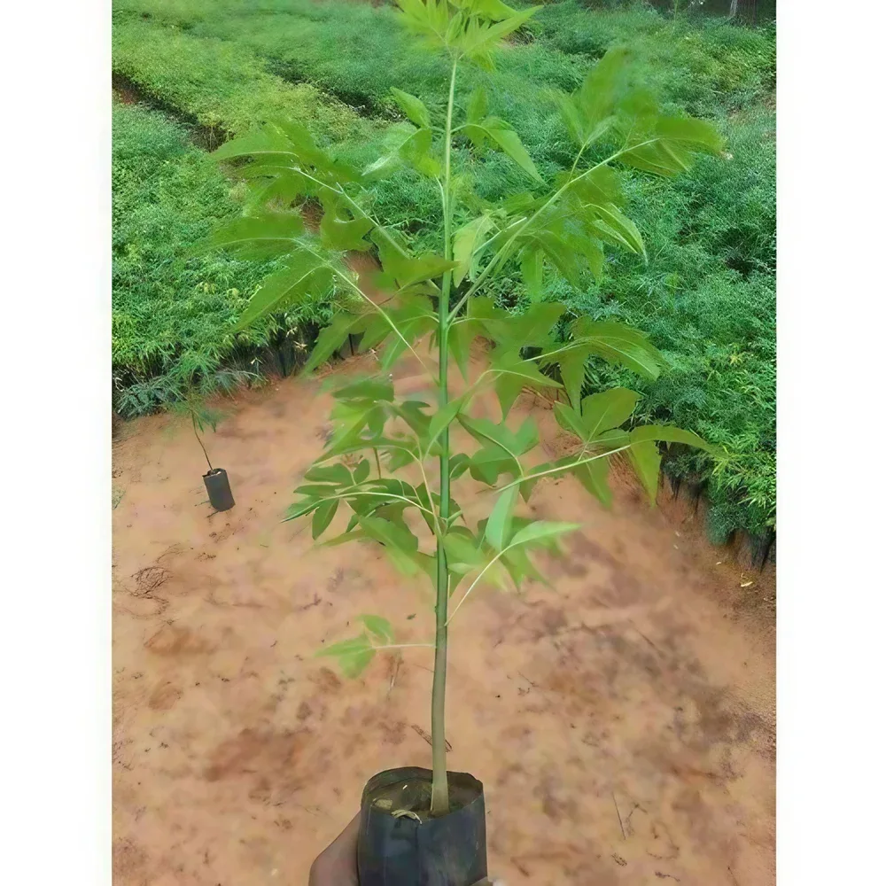 Malabar Neem
