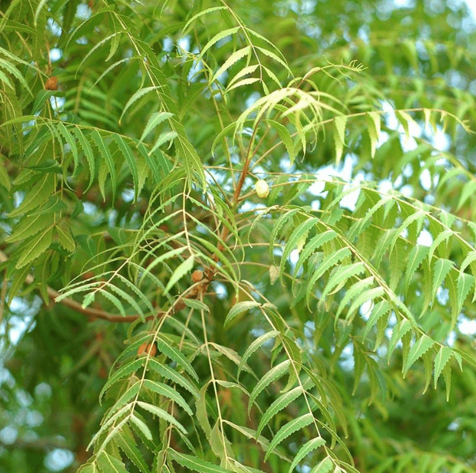 Neem Tree