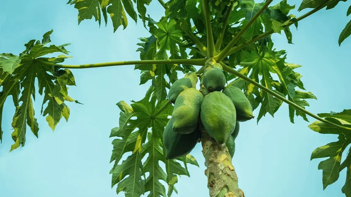 Papaya Tree